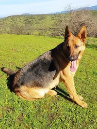 Portrait of dog on field against sky