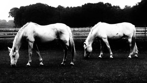 Horse grazing in field