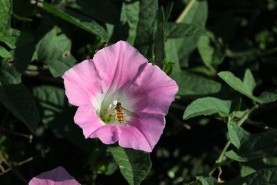 High angle view of bee on pink flower blooming outdoors