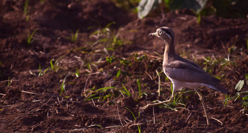 Bird perching on a field