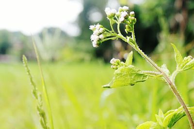 Close-up of fresh green plant