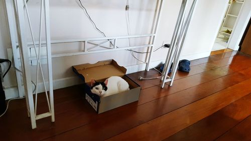 High angle view of cat resting in box on floorboard