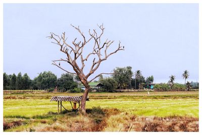 View of horse on field