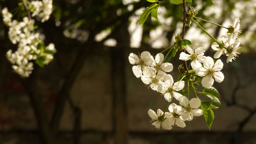 Close-up of white cherry blossoms