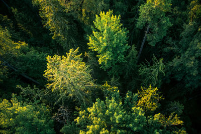 High angle view of yellow flower trees in forest