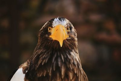 Close-up of eagle against blurred background