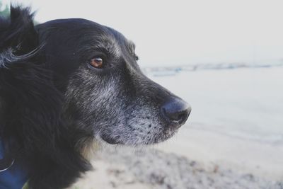 Close-up of dog looking away