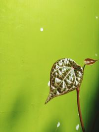 Close-up of butterfly on leaf