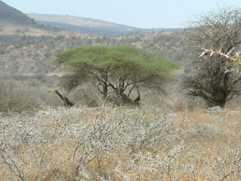 Scenic view of trees on landscape against sky