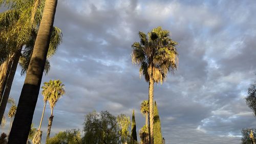 Low angle view of palm trees against sky