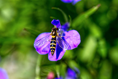 Close-up of butterfly pollinating on purple flower