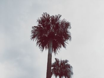 Low angle view of palm tree against sky