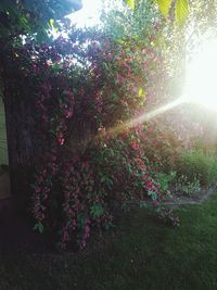 Flowers on tree