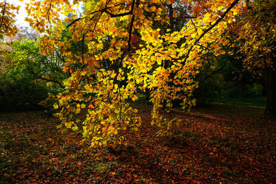 Trees growing in park during autumn