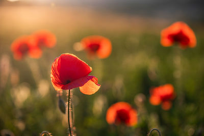 Close-up of red poppy flower on field