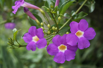 Close-up of purple flowering plants