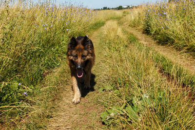 Dog running in field