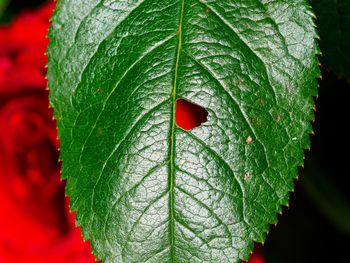 Close-up of red leaves