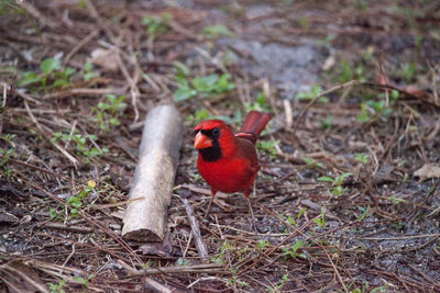 Close-up of bird perching on field