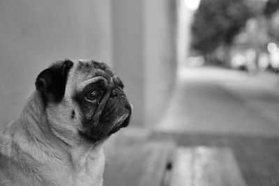 Close-up of a dog looking away