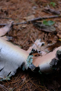 High angle view of mushroom on field