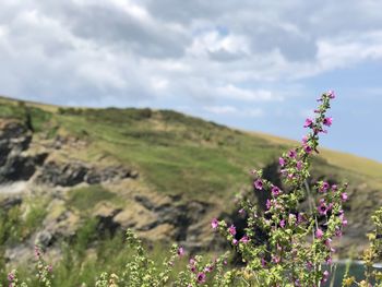 Purple flowering plants on land against sky