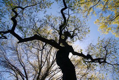 Low angle view of silhouette tree against sky