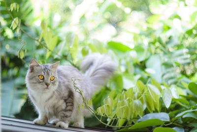 Close-up portrait of cat sitting on plant