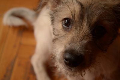 Close-up portrait of dog