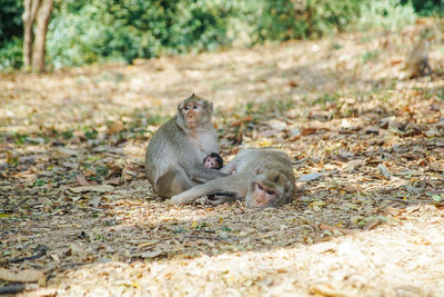 Macaques on field