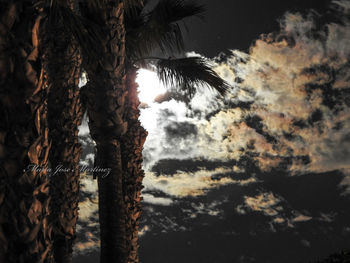 Low angle view of palm trees against sky