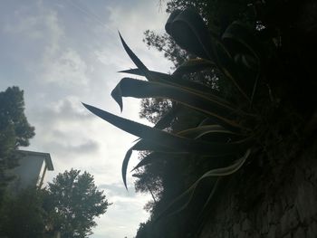 Low angle view of silhouette trees against sky