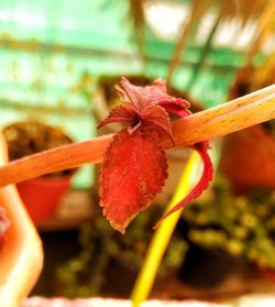 Close-up of red flower
