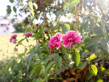 Close-up of pink flowering plant