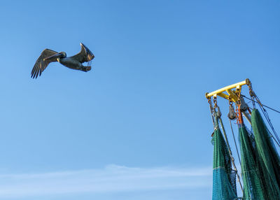 Low angle view of bird flying against sky