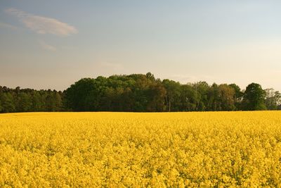 Scenic view of oilseed rape field against sky