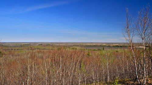 Scenic view of field against blue sky