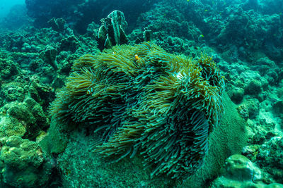 View of fish swimming underwater