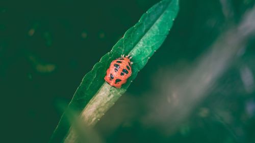 Close-up of ladybug on leaf