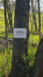 Trees in forest