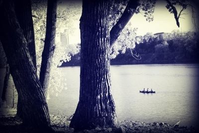 View of trees in water