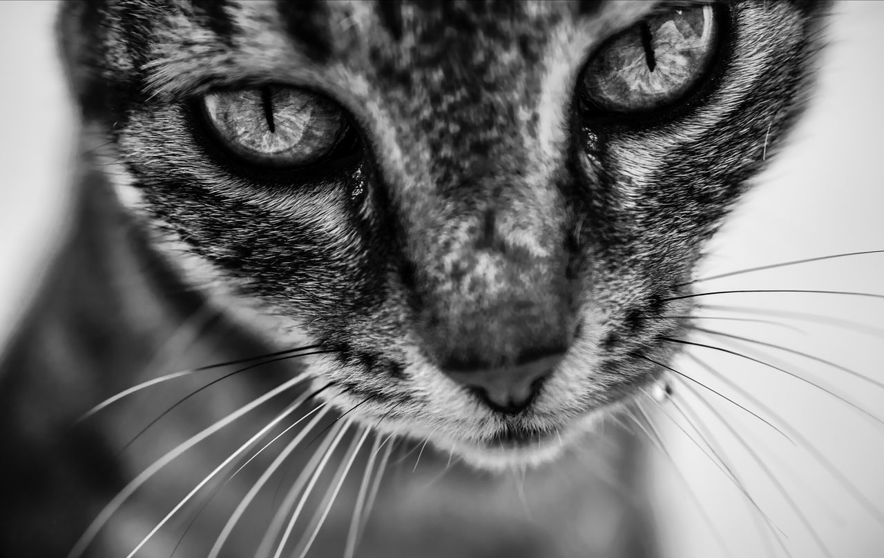 one animal, mammal, animal themes, animal, domestic cat, domestic, cat, pets, feline, close-up, whisker, domestic animals, animal body part, animal head, portrait, looking at camera, no people, vertebrate, animal eye, eye, animal nose, animal mouth, snout, aggression, tabby