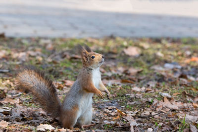 Squirrel standing on a field