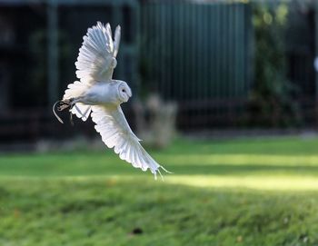 Close-up of owl flying over grass