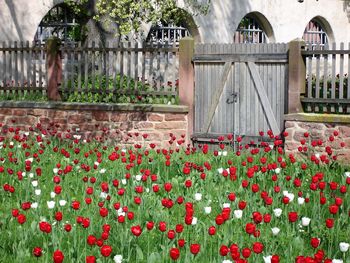 Red flowering plants by fence