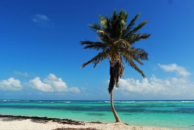 Palm tree by sea against blue sky