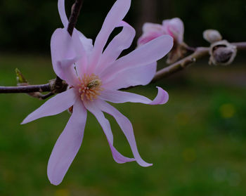 Close-up of purple flowering plant