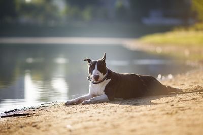 Dog lying on the beach