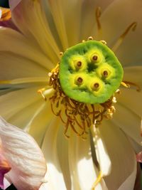 Close-up of passion flower