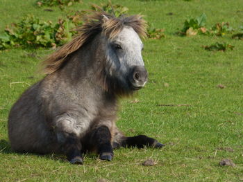 Horse on field